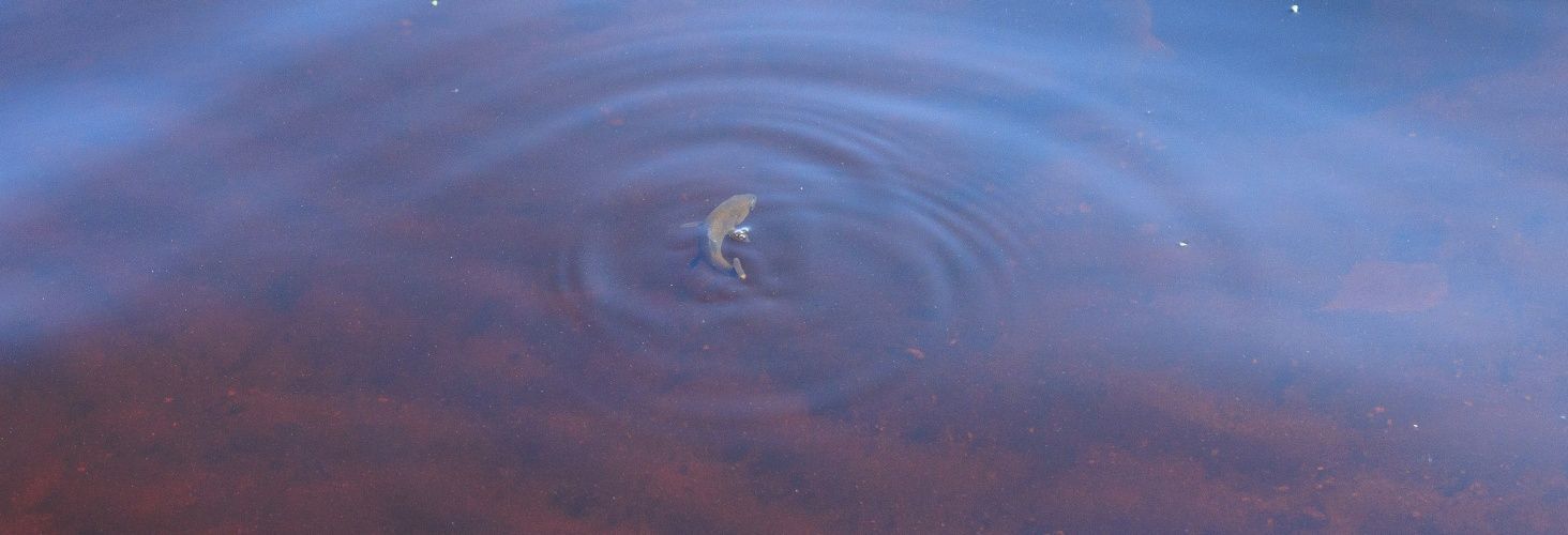 СГК выпустила в водохранилище Рефтинской ГРЭС более 25 тысяч мальков