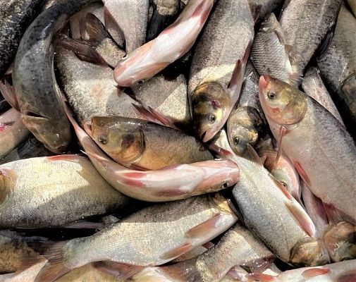 Живые санитары: СГК продолжает проект по зарыблению Беловского моря 