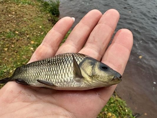 «Водяные комбайны»  и природные фильтры: как рыба помогает Рефтинской ГРЭС работать без перебоев