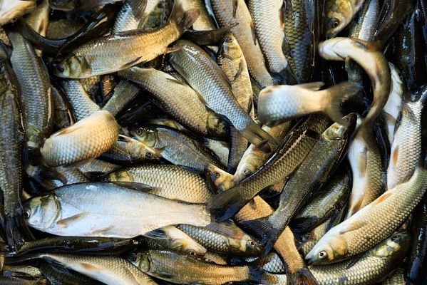 СГК выпустила в водохранилище Рефтинской ГРЭС более 25 тысяч мальков